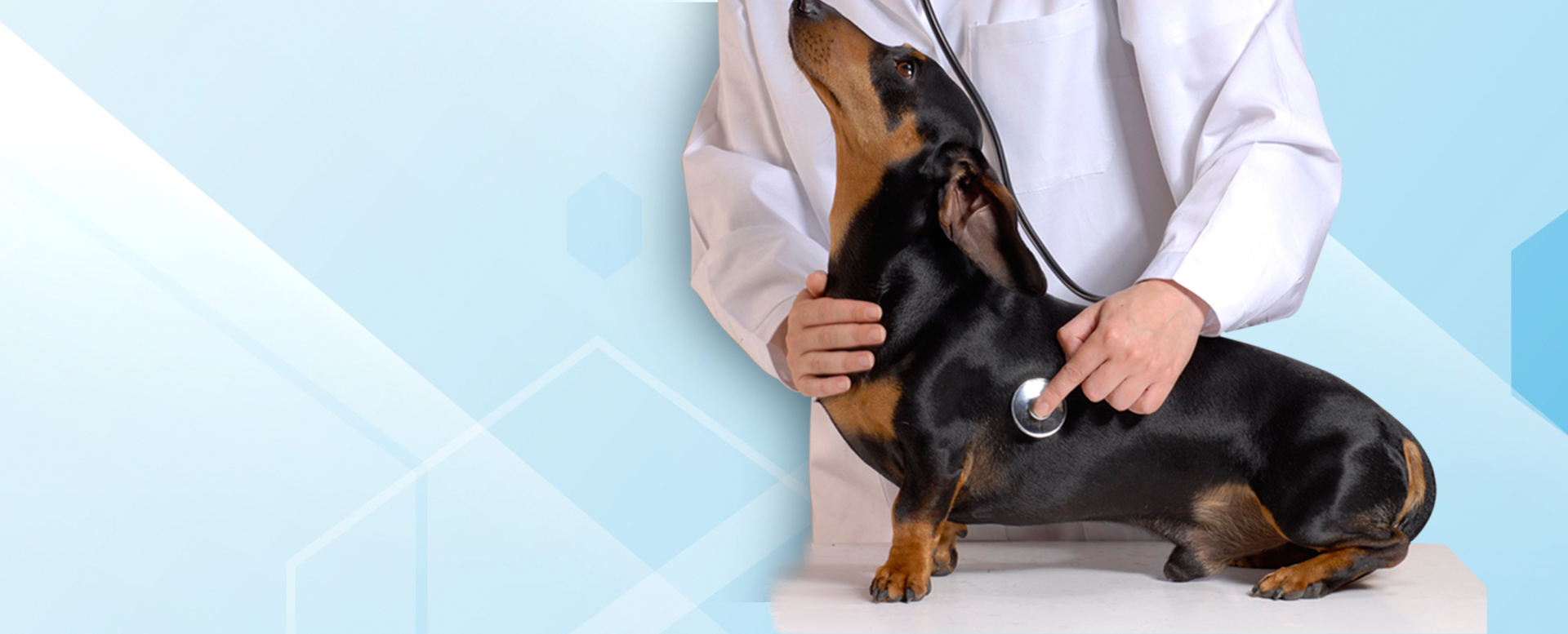 Medicina preventiva veterinaria | Centro Médico Veterinario Alivet 24 horas